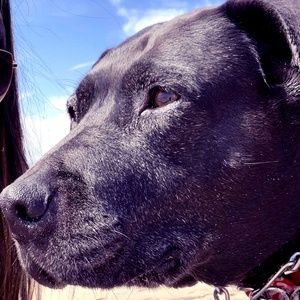 Meet your Posher, Wyler